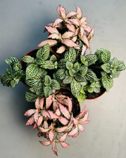 FITTONIA MOSAIC PLANT | Nerve Plant 8cm Pot | Pink Or Green Plant | Terrariums