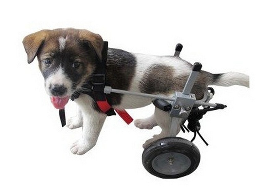 Carrello Veterinario Sedia a Rotelle per cani disabili