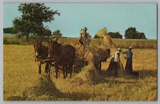 Golden Harvest Time In Heart Of Amishland Postcard
