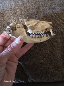 Authentic Opossum Possum Skull Taxidermy