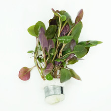 Buy2Get1Free Lobelia Cardinalis Bundle Live Aquarium Plant