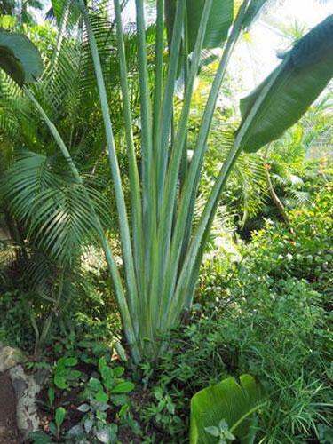 Ravenala madagascariensis, Fan Plantain, Travellers Palm, 10 Seeds