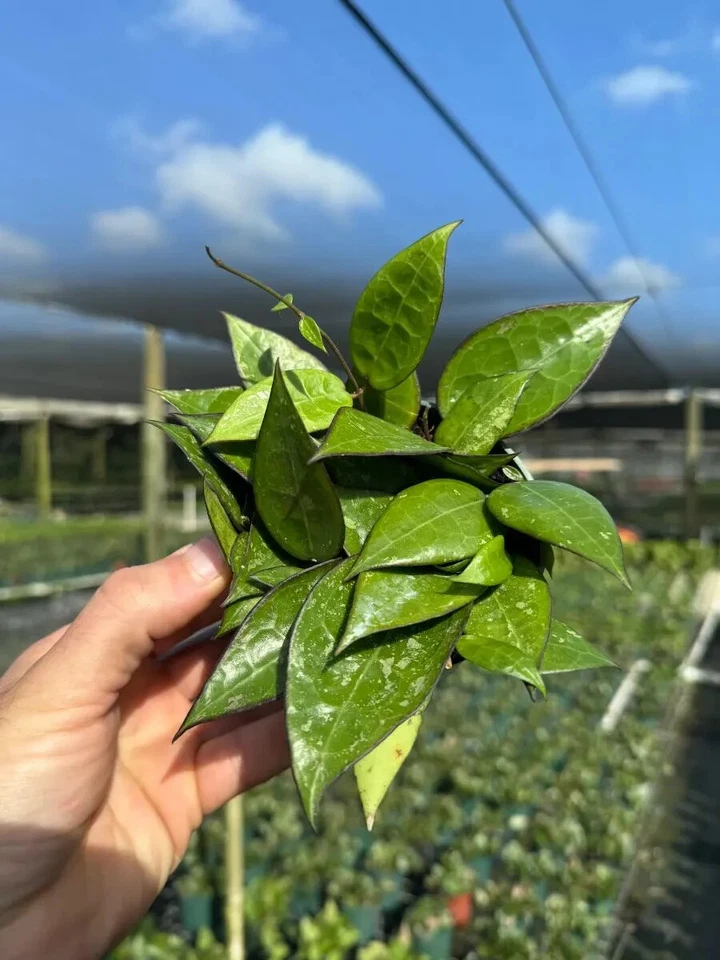 Margen negro Hoya | Planta de interior tropical viva de interior y exterior en maceta de 4" Foto 3 de 4