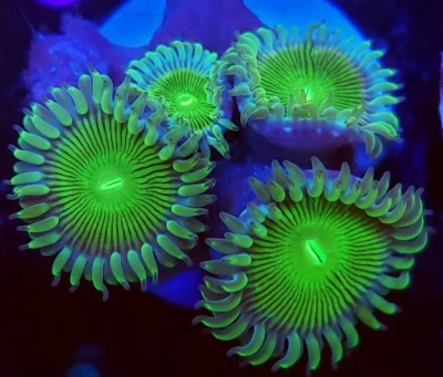 Green People Eater Zoa Zoanthid Coral Frag Reef (3+ heads)not LPS SPS Hammer
