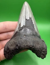 XL 4.11” Angustiden Shark Tooth Fossil (Megalodon Family) with Stand