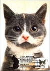Dr Jim Stamps Maximum Card Animal Rescue Cat 44C Fdc Bifold