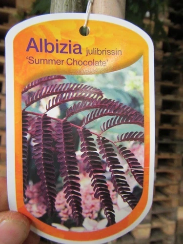 Albizia 'Summer Chocolate'®  Seidenbaum Pflanze 140-170cm Winterhart Albizie - Bild 2 von 3