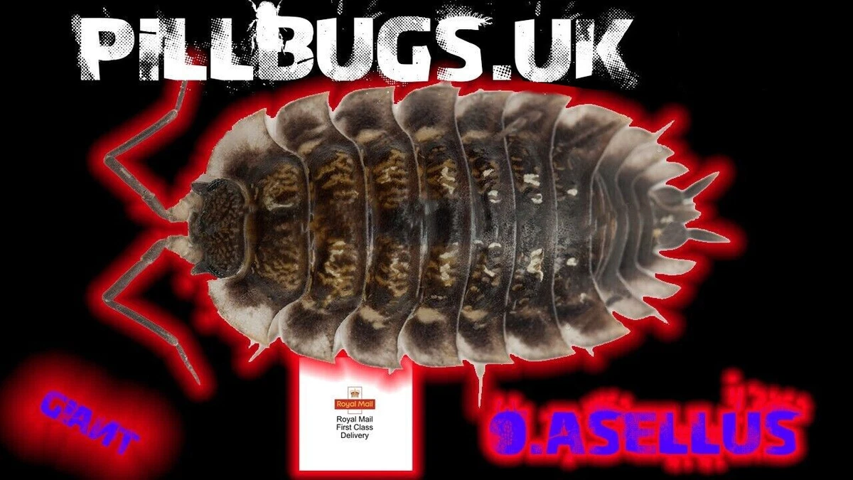10 Skirted Isopods bioactive terrarium vivarium reptile live