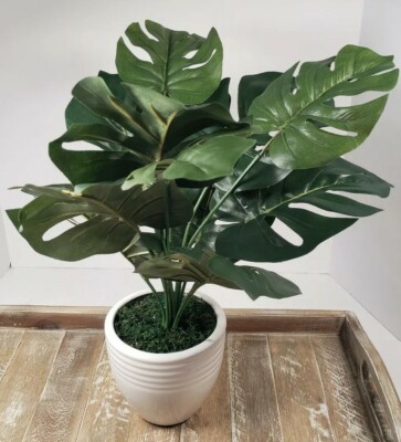 prayer plant red Maranta 'Prayer Plant' Red