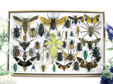 Bellissimi insetti imbalsamati veri XXL Showcase Taxidermy Entomology  -  XL33