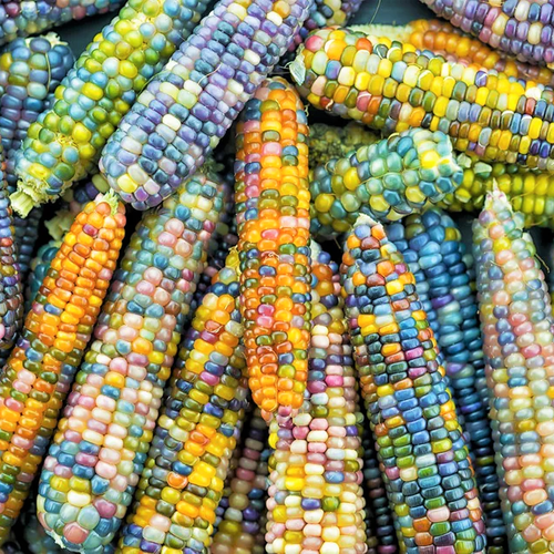 Glass Gem Ornamental Corn Seeds Organic Rainbow Color Flint Popcorn Seed 23 Ebay