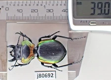 j80692. Insects, Carabidae: Mouhotia sp. Laos!!!!!!!