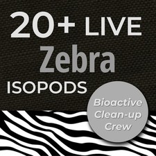 20 Zebra Isopods Armadillidium maculatum   Bioactive Clean Up Crew - Stunning
