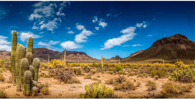 AWERT 36X18 Inches Reptile Habitat Background Blue Sky Oasis Cactus Desert Terra