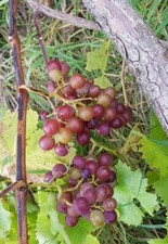 5 Grape Cuttings UNROOTED vitis Winery Vineyard Fruit Wine Juice