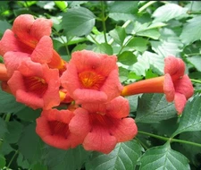 18 RED TRUMPET VINE Live Vine Cuttings Perennial Hummingbird Organic Pollinator