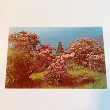 Postcard: Rhododendron Andrews Bald Great Smoky Mountains National Park Crafts