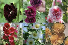 20 EXOTIC RARE HOLLYHOCK SEEDS for garden flower beds plant bush USA SELLER USPS
