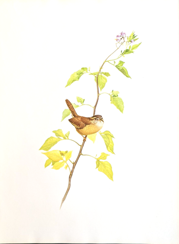 J F Lansdowne Birds Carolina Wren Vintage Art Print Book Plate 60 - 第 2/3 張圖片