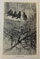 1895 magazine engraving ~ WINTER AUBADE birds on the ledge