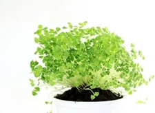 Chia Seeds for Planting - Chia Microgreens