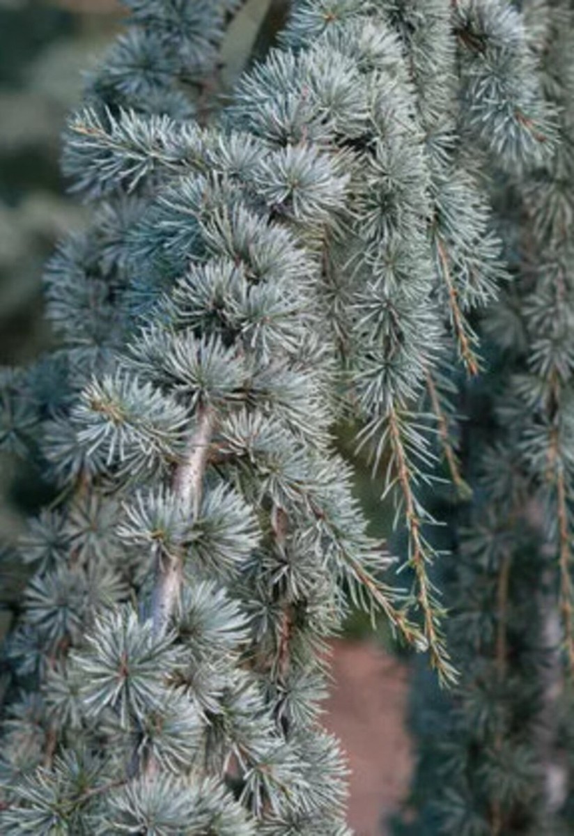 Weeping Blue Atlas Cedar Cedrus atlantica 'Glauca' 18-24