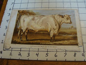 Vintage Print: short horned Bull Wiseton bred by Spencer w. h davis print