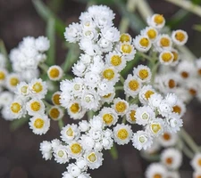 40 Pearly Everlasting Wildflower Seeds Anaphalis Margaritacea