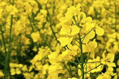 SEMISAUVAGE PERMACULTURE 750 Graines de Colza - plante légume engrais vert - semences paysannes