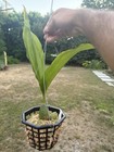 Lycaste cruenta BLOOMING SIZE, MEXICAN, FRAGRANT, ORCHID SPECIES — photo 3