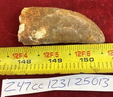 Rare Carcharodontosaurus Dinosaur Tooth T Rex Cousin 95 Mil Yrs Fossil 2 5/8”