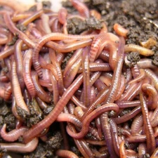 Red Wiggler - LIVE Earthworms - Trout, Fish Bait & Reptile Food Diet, Composting