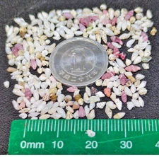 shell from japan  Okinawa shell 🔥Tiny    Colorful rare mix shells