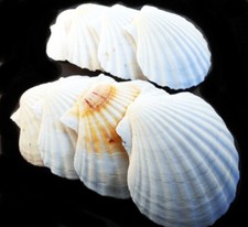 12 White Irish Baking Scallop Shells 3.5-4" Restaurant Quality Beach Decoupage