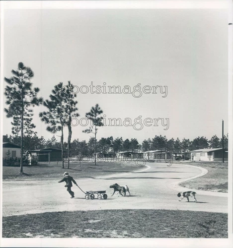 1956 Press Photo Dogs Follow Boy Pulling Wagon 1950s Florida
