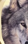 Handmade Mandella Shield w/ Wolf Print by Chico Art — photo 5