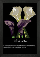 Calla lilies poster Framed Wall Art Poster Canvas Print Picture