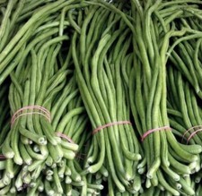 15 Seeds- Green Yard Long Bean  Asian String beans I Free Round Eggplant Seeds