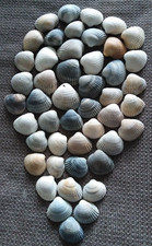 Muscheln Sammlung