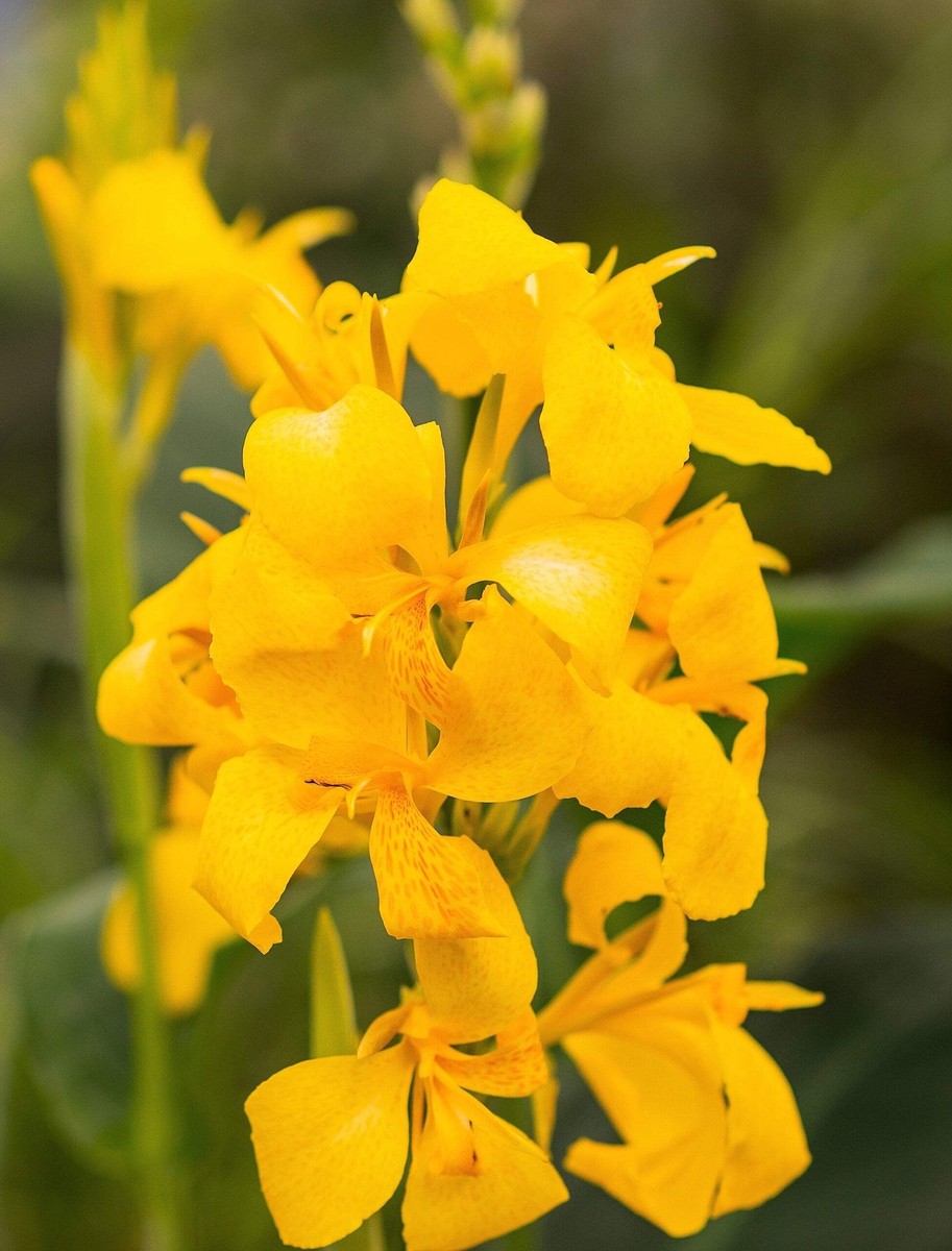 5 YELLOW CANNA LILY Indian Shot Canna Indica Flower Seeds *Flat S