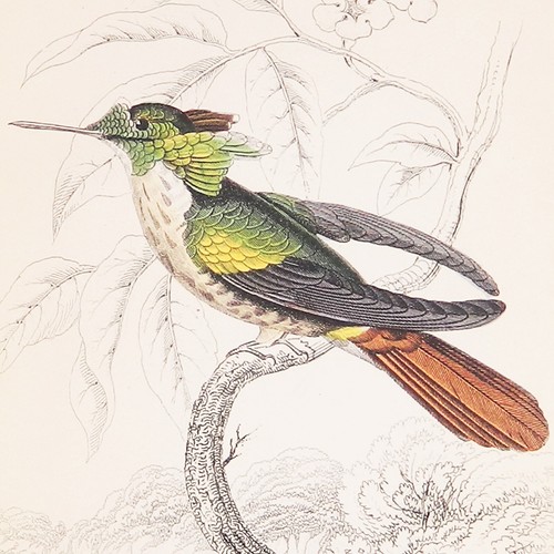 1843 Jardine HUMMINGBIRDS VOLUME 1! 31 HAND-COLORED ENGRAVINGS (Ornithology XIV) - Picture 13 of 24