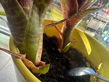 V LARGE RARE BROMELIAD PLANT GROWN IN UK for Rain Forest viv's Dart Frog Tank's