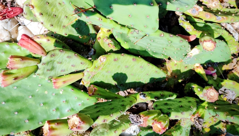 Prickly Prickley Pear Cacti Winter hardy  15 pad cactus - Image 3 of 4