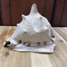 Lg Natural Seashell Conch Coastal Beach Ocean Nautical Shell 7  Aquarium Fish