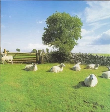 Klf - Chill Out  Vinyl  Lp Record Re Issue On Clear Vinyl - NEW!