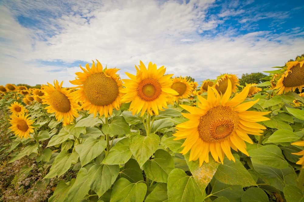 Sunflower Seeds for Planting Heirloom NonGMO, Bulk Package of 15