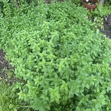 Rooted Oregano Starter Plant Set- 5 Bare Root Plants