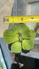 7 Pieces Water Lettuce - Floating Pond Plant