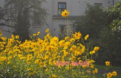 FOTO CAMBRIDGE HERBST GELBE BLUMEN BOKEH BOTANISCHER GARTEN