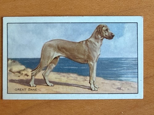 Great Dane Natural Ears Ephemera Cigarette Card dog Vintage 1936 Fawn